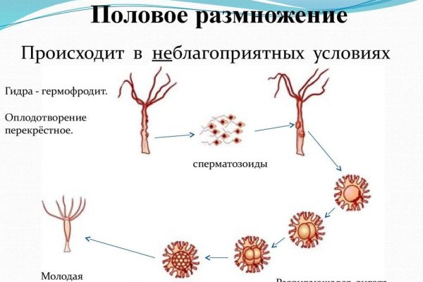 Kraken darknet sliv php