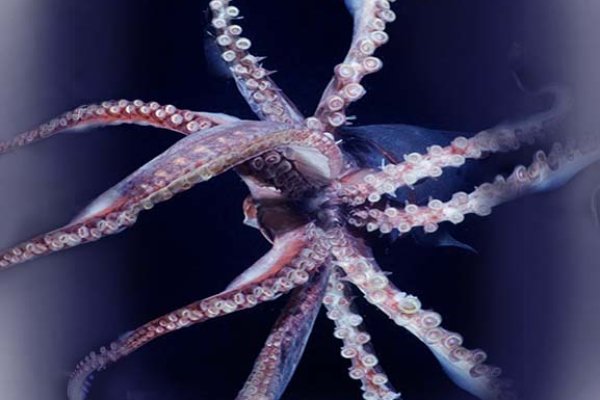 Kraken market3