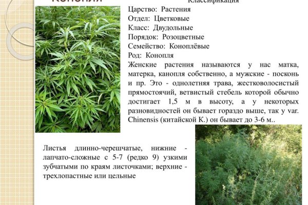 Кракен маркетплейс откуда взялся